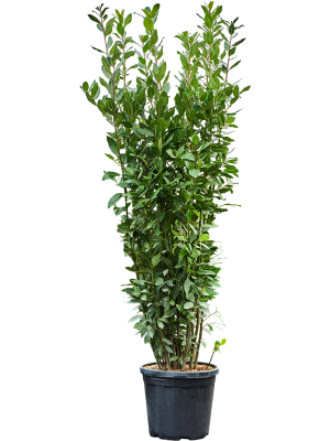 Lovor Laurus nobilis (150-170)