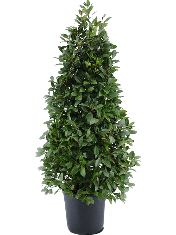 Lovor Laurus nobilis