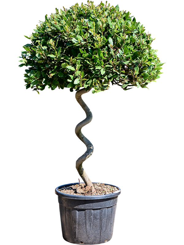 Lovor Laurus nobilis (180-200)