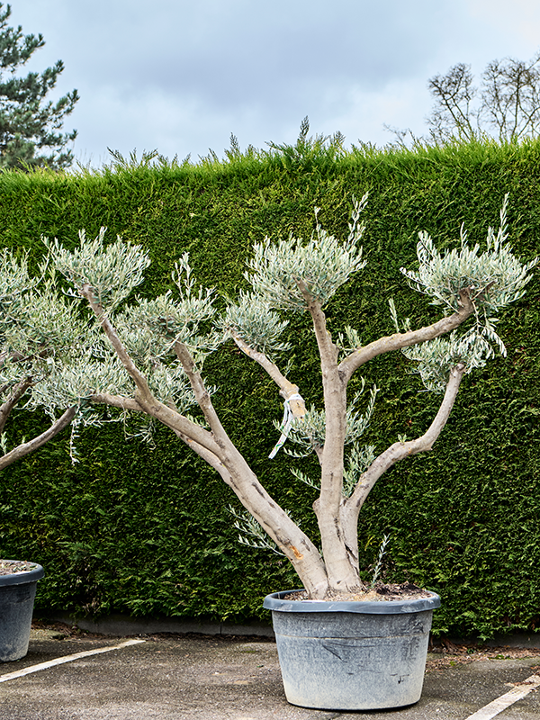 Olea europaea (180-240)