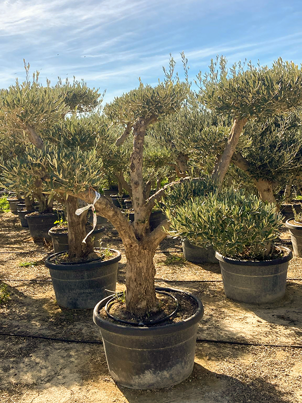 Olea europaea (180-240)