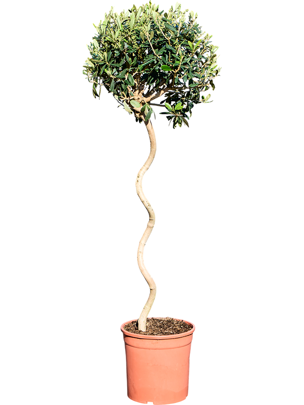 Olea europaea