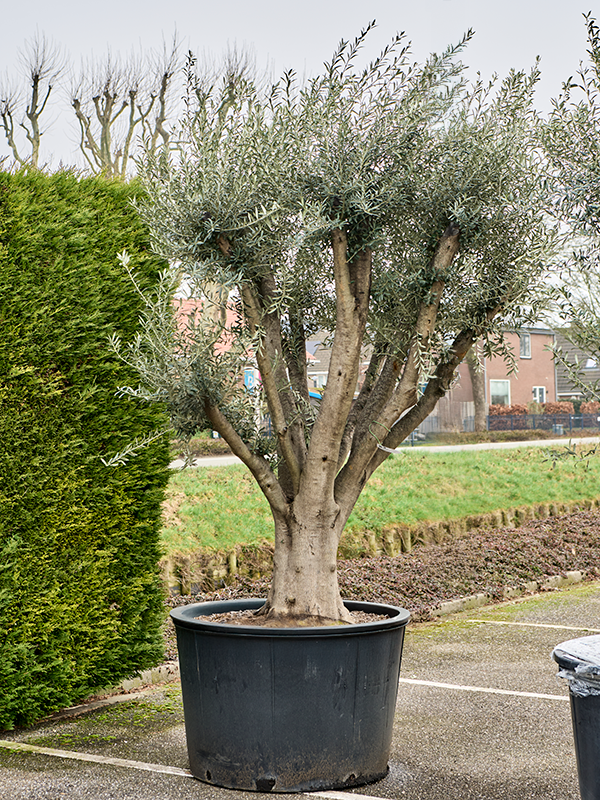 Olea europaea (250-300)