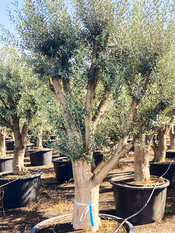 Olea europaea (250-300)