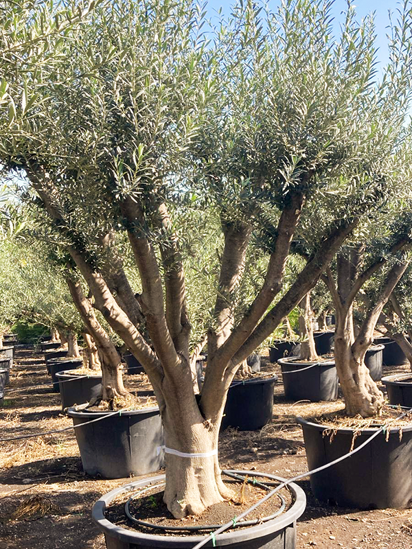 Olea europaea (250-300)