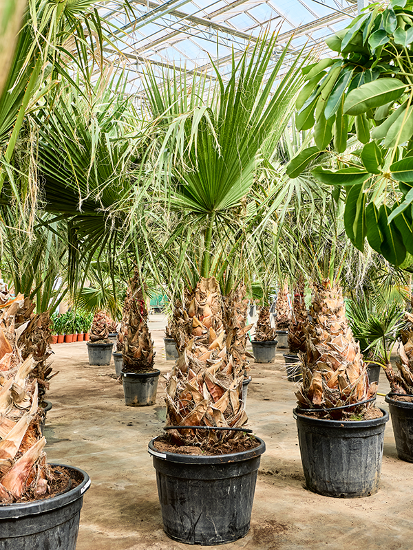 Washingtonia filifera (250-350)