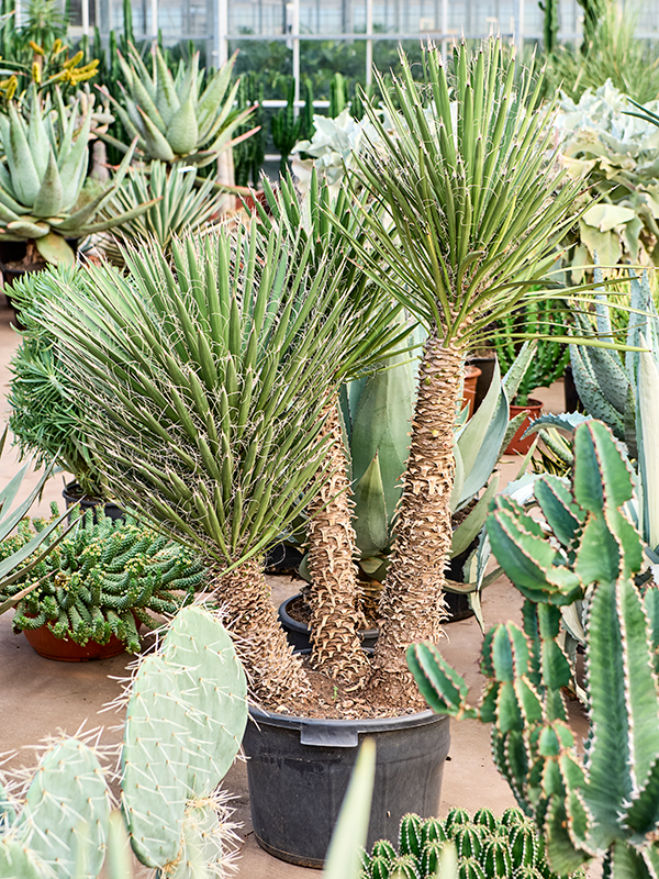 Yucca filifera