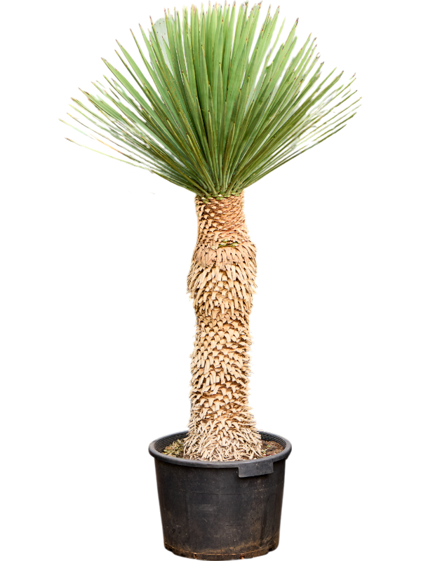 Yucca filifera