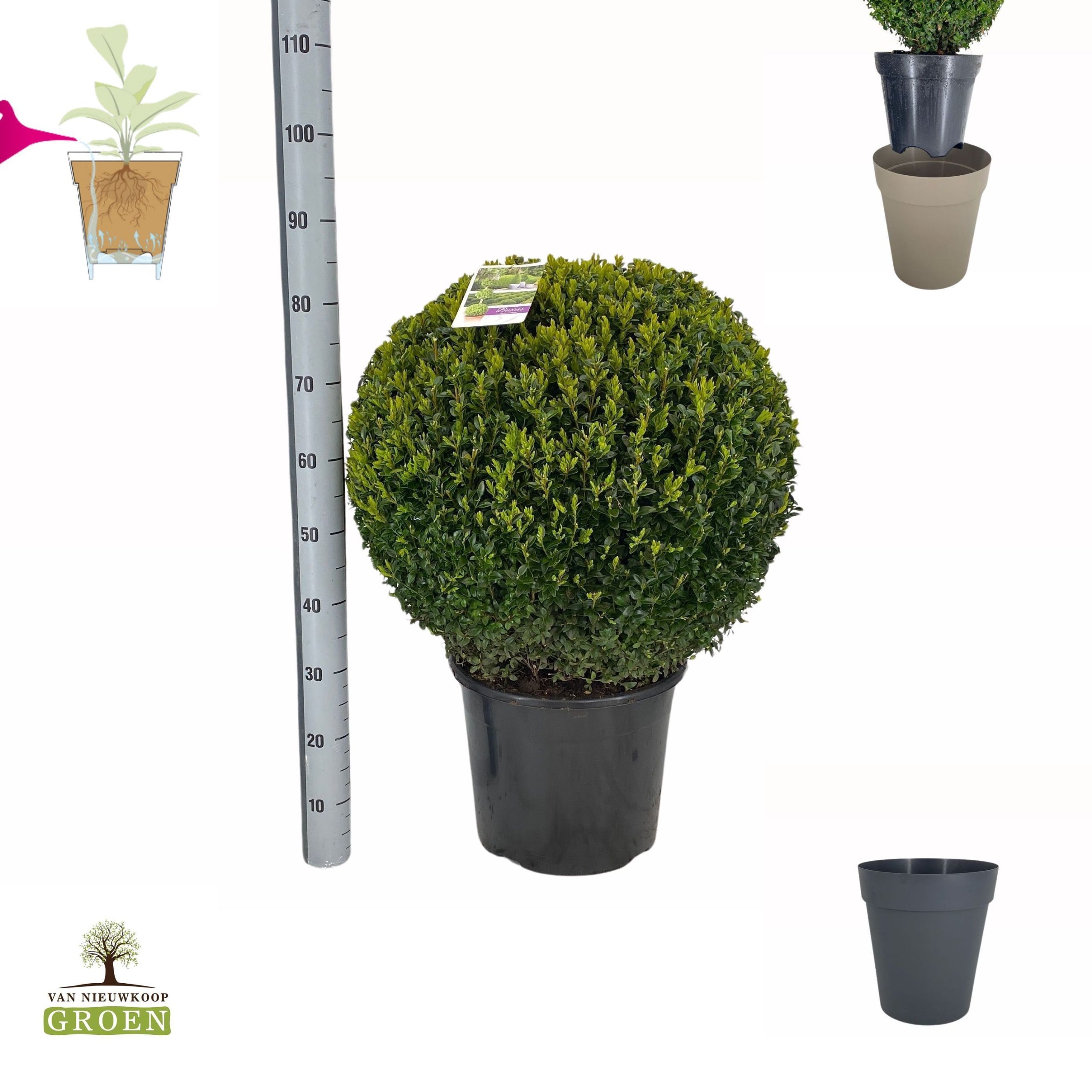 Pušpan Buxus sempervirens Bol 60
