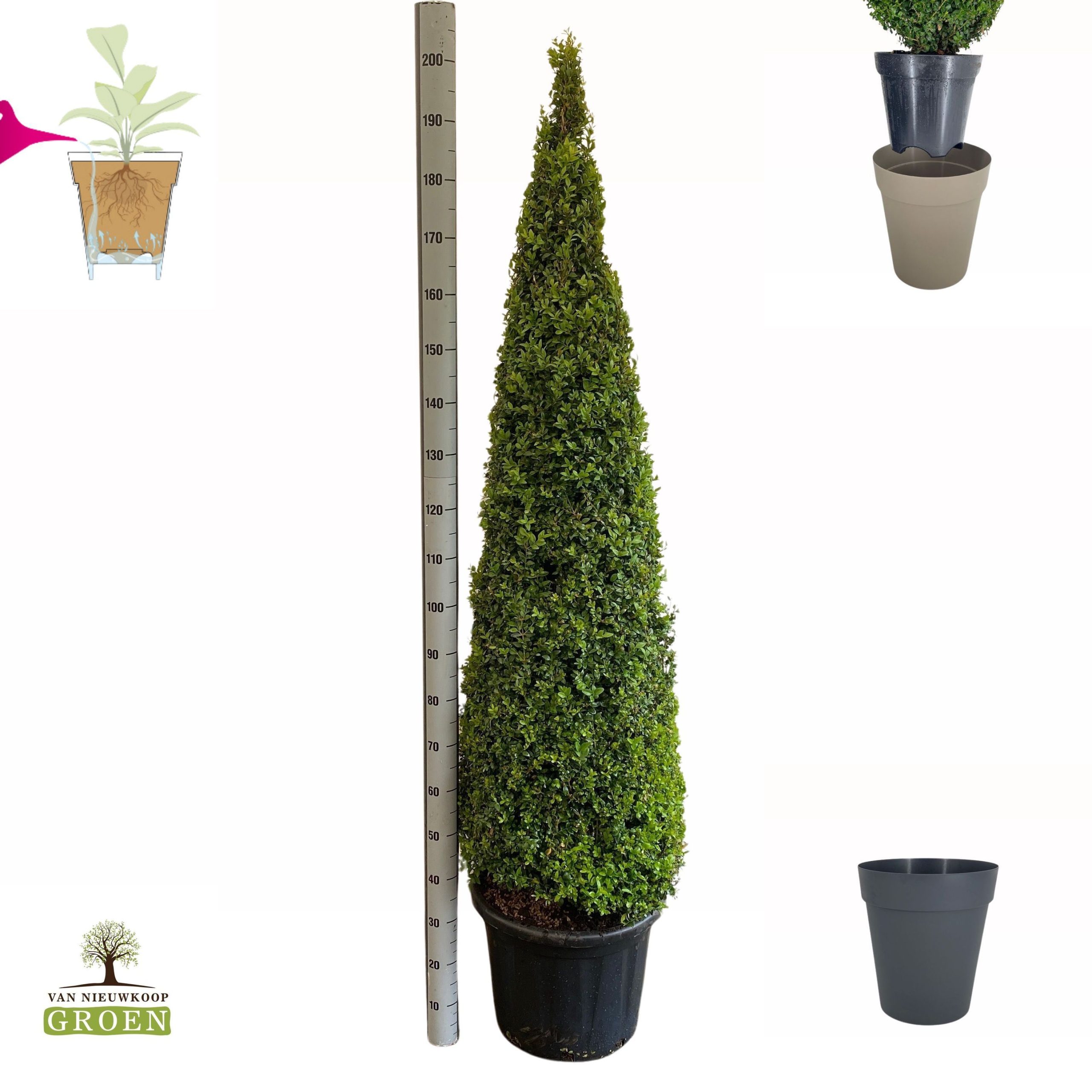 Pušpan Buxus Sempervirens Piramide 170-180