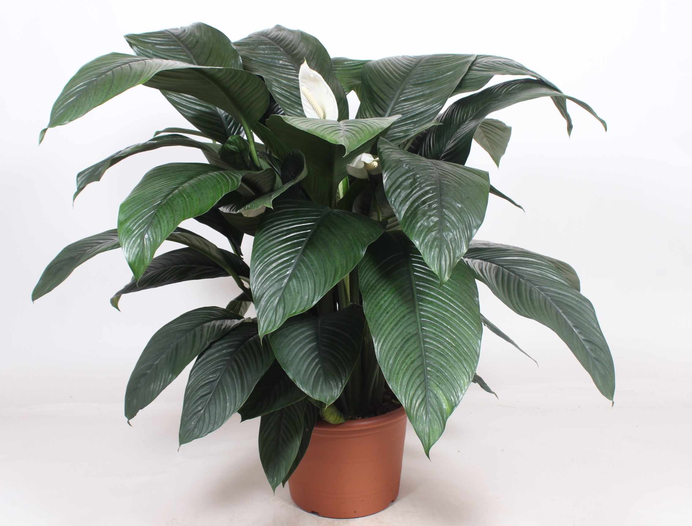 Spathiphyllum 'Sensation'