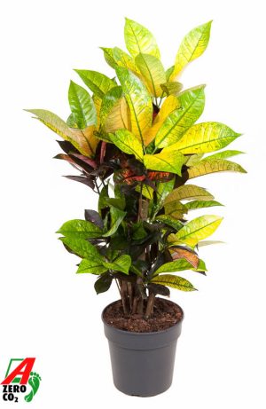 Codiaeum variegatum 'Mrs. Iceton'