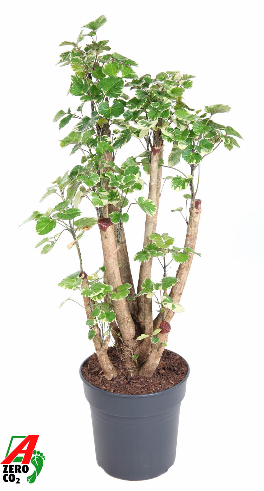 Polyscias 'Balfouriana'