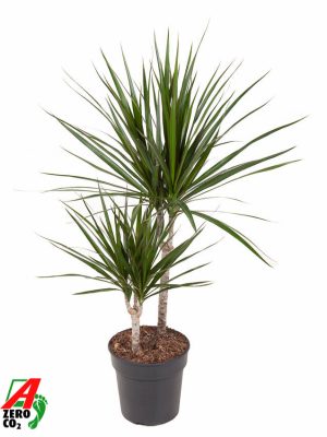 Dracaena marginata