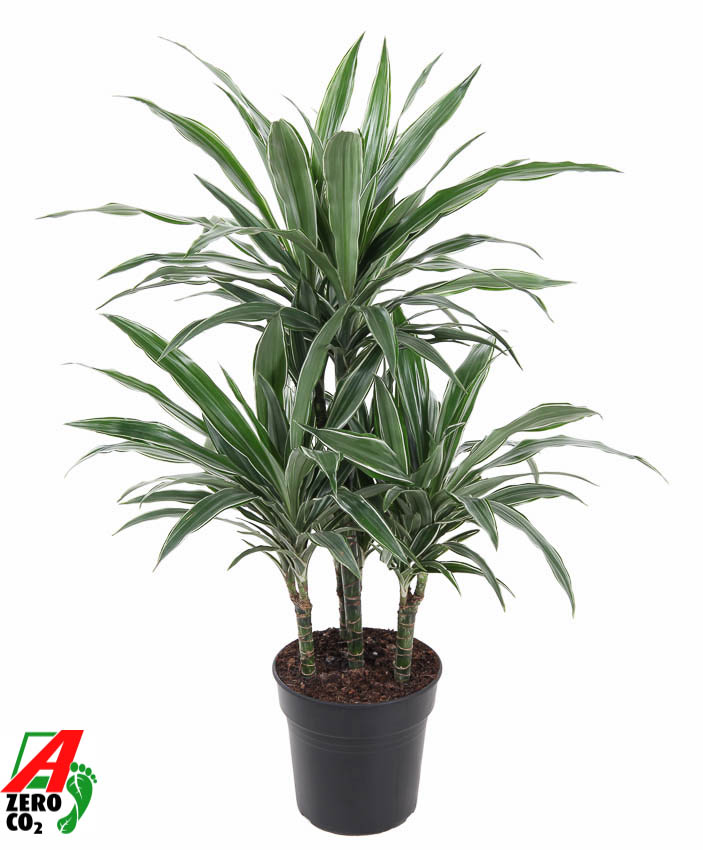 Dracaena deremensis 'Warneckei'