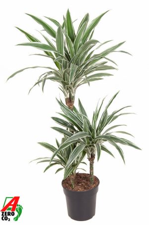 Dracaena fragrans 'White Stripe'