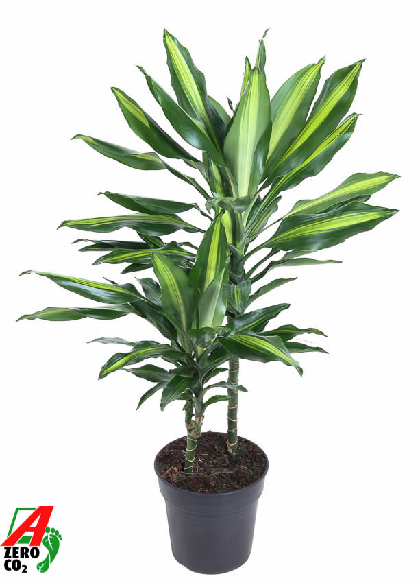 Dracaena fragrans Cintho