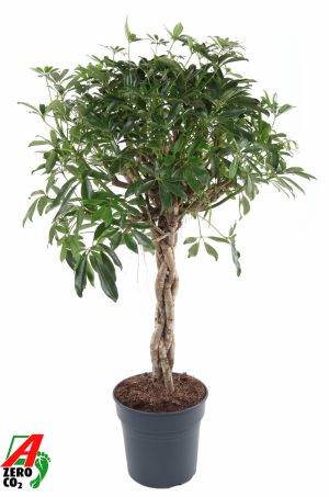 Schefflera arboricola 'Compacta'