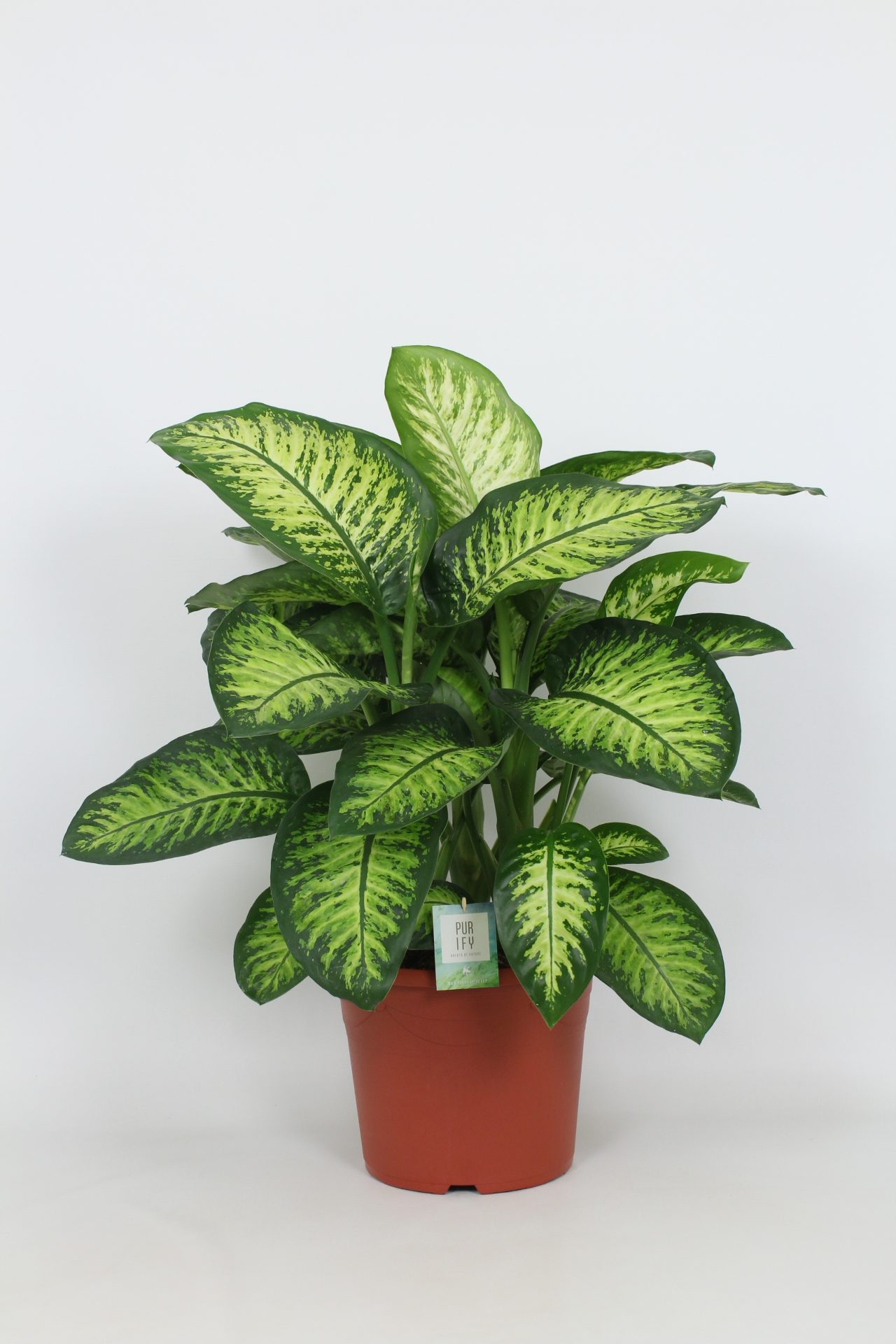 Dieffenbachia seguine Lemon Tropic