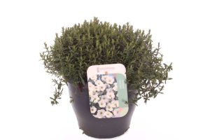 Arenaria montana