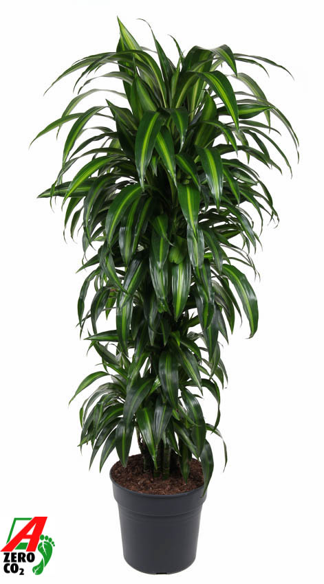 Dracaena fragrans 'Hawaiian Sunshine'