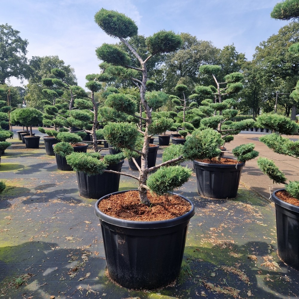 Juniperus media Hetzii