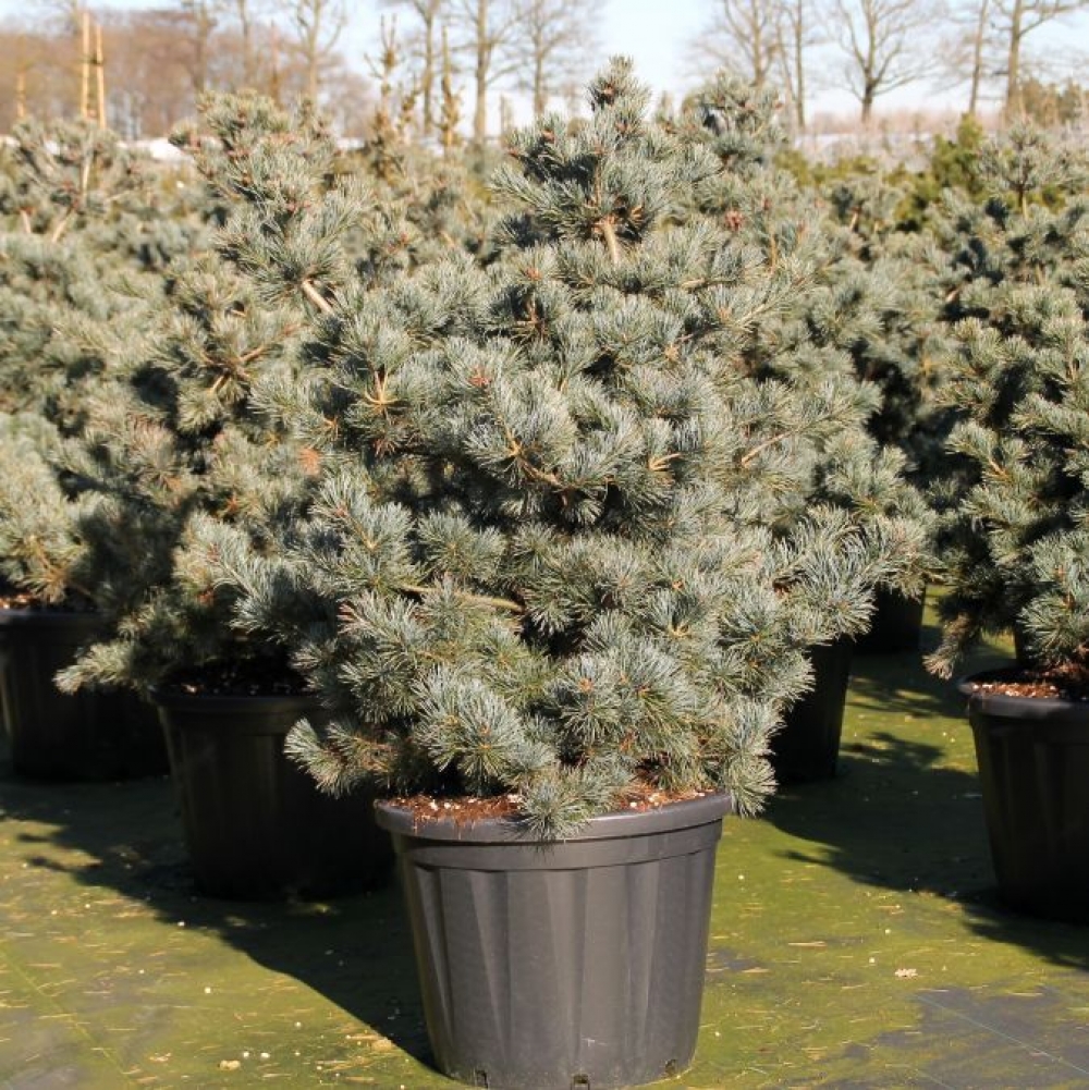 Pinus parviflora 'Negishi'