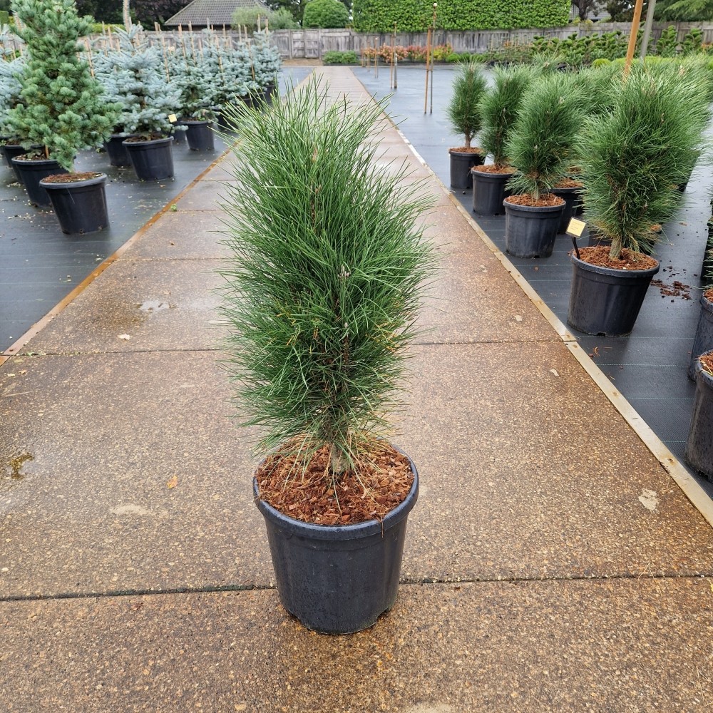 Pinus nigra Green Tower
