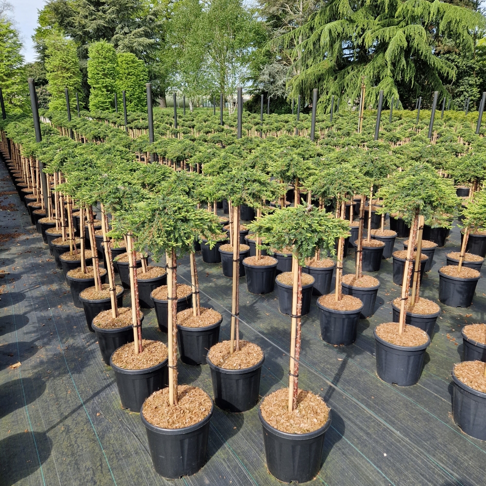 Juniperus communis Green Mantle