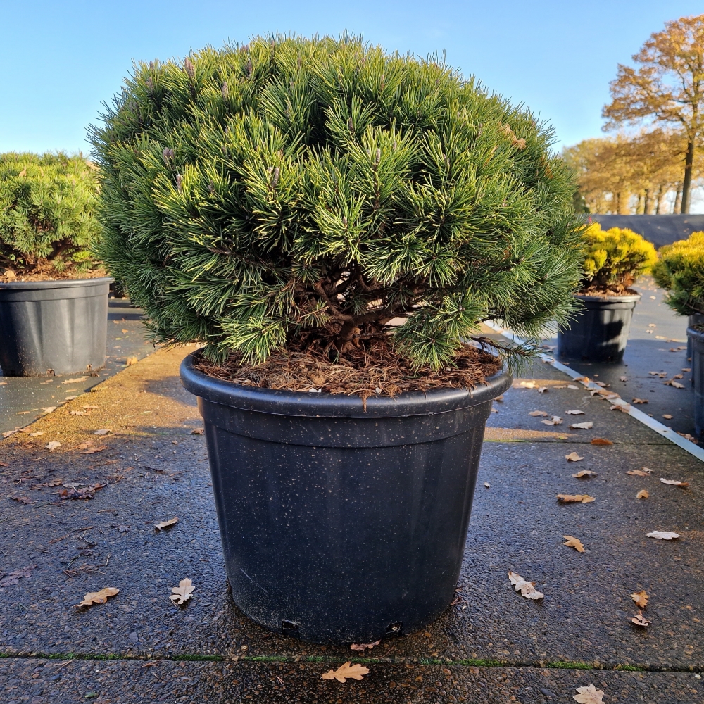 Pinus mugo 'Mops'