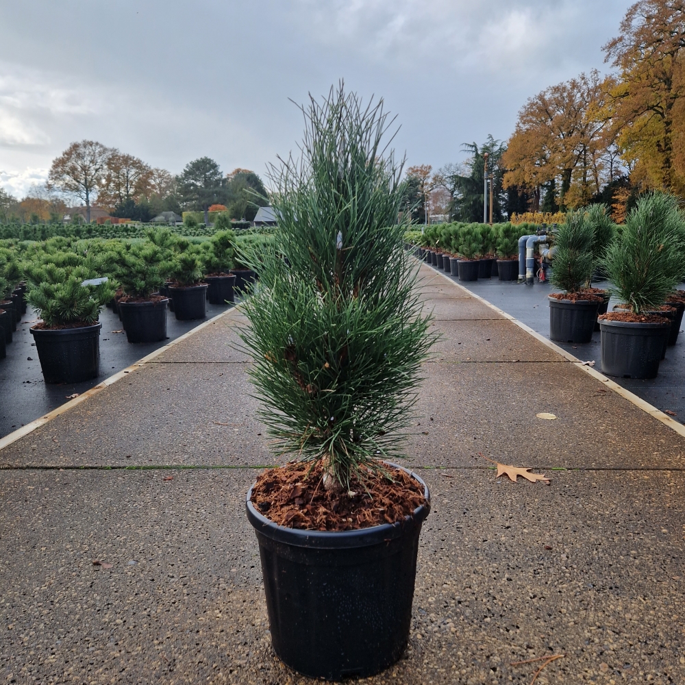 Pinus nigra Green Tower