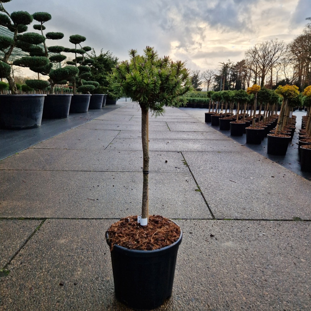 Pinus mugo 'Mops'