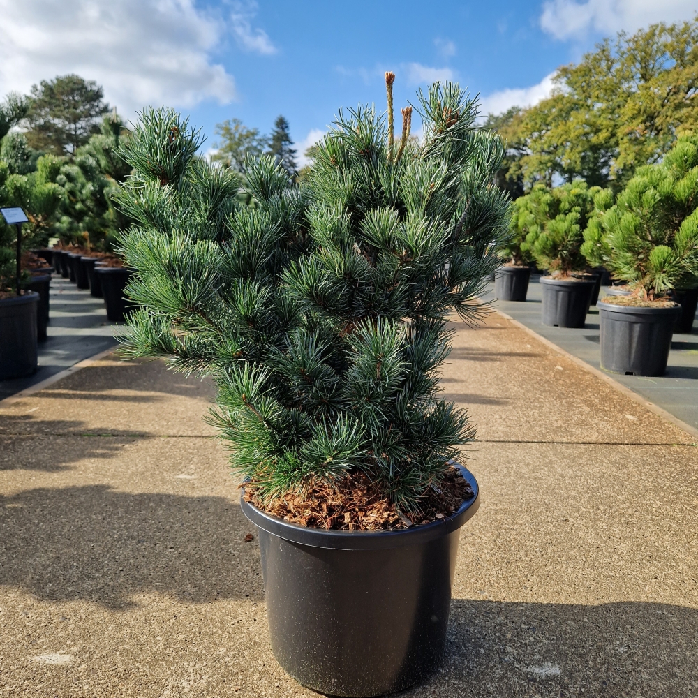 Pinus parviflora 'Negishi'