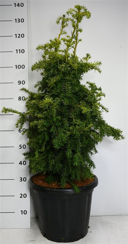 Taxus baccata 'Dovastonii Aurea'