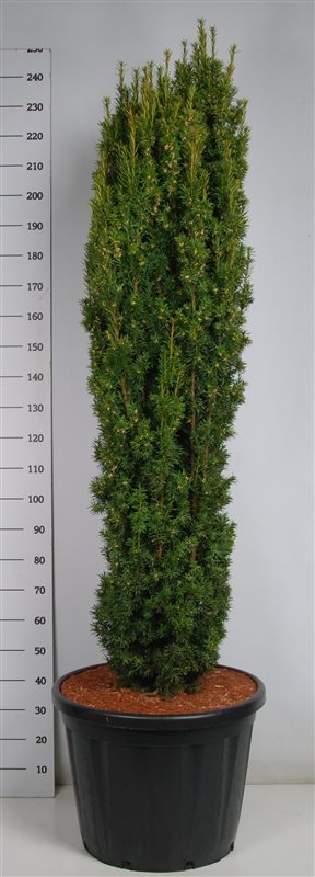 Taxus baccata 'Fastigiata Aurea'