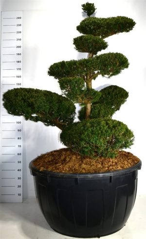 Taxus cuspidata