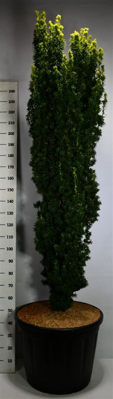 Taxus baccata 'Fastigiata Aurea'