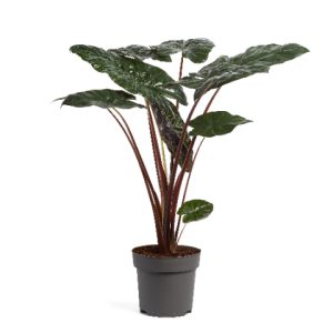 Alocasia sarawakensis 'Yucatan Princess'