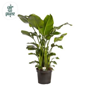 Strelitzia nicolai