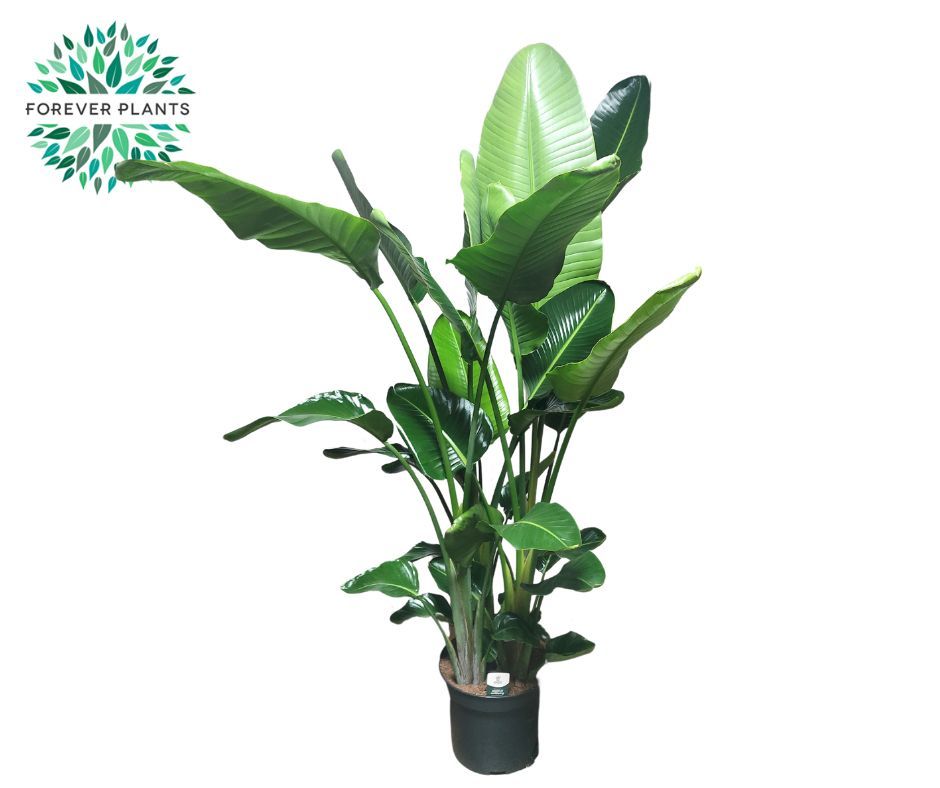 Strelitzia nicolai