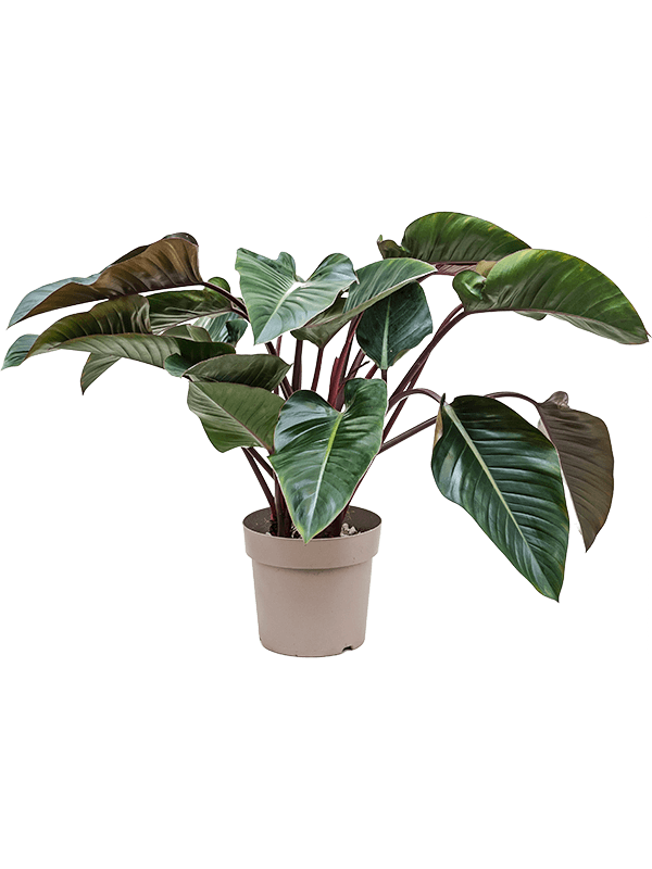Filodendron 'Red Beauty'