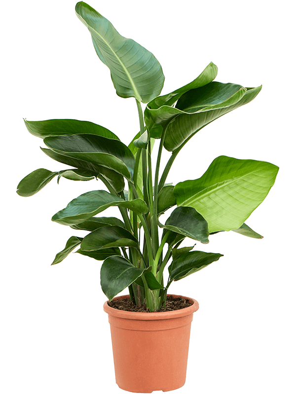 Strelitzia nicolai
