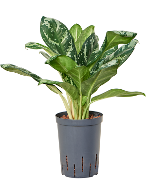 Aglaonema 'Amazon silver'