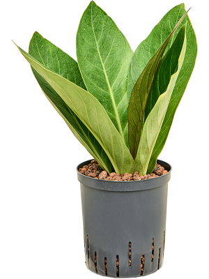 Anthurium elipticum 'Jungle' hybriden