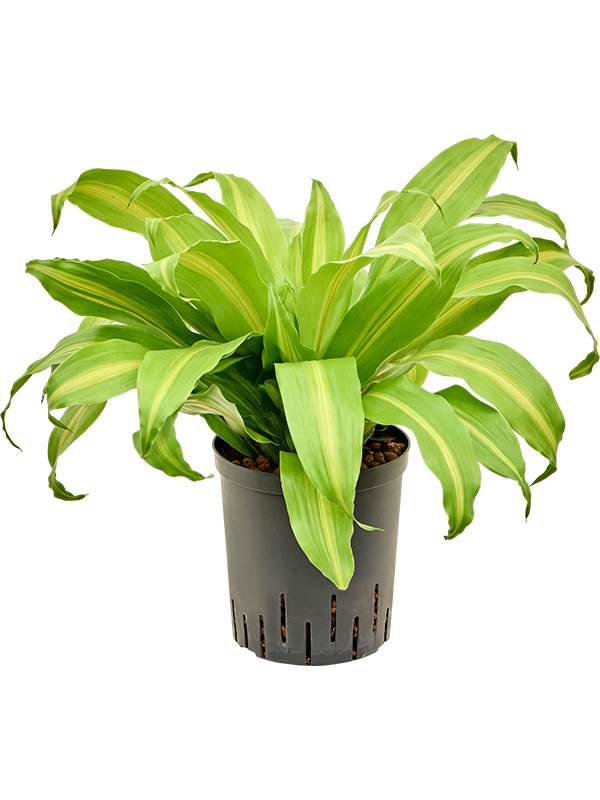 Dracaena deremensis 'Bronze'
