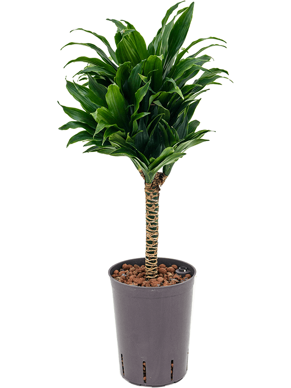 Dracaena fragrans 'Compacta'