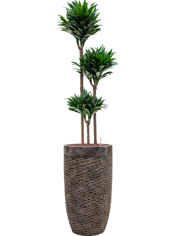 Dracaena fragrans 'Compacta'