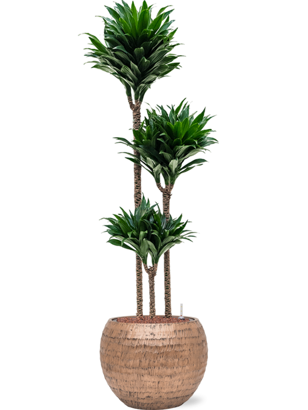 Dracaena fragrans 'Compacta'