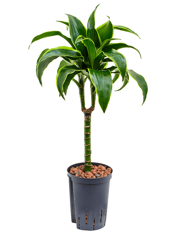 Dracaena fragrans 'Dorado'