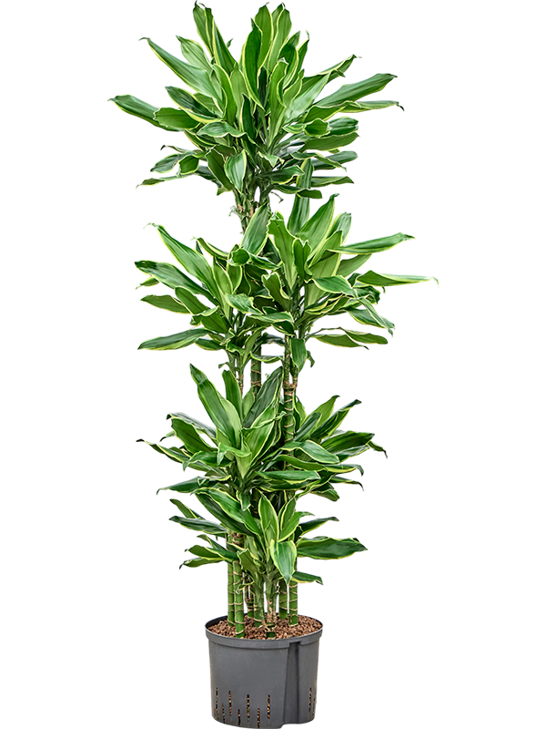 Dracaena fragrans 'Golden Coast'